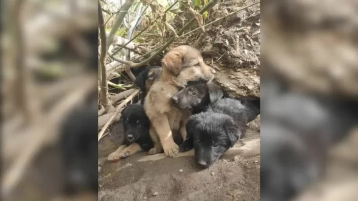 6 Hungry Puppies Found Hiding in a Cave in the Woods, But a Kind Woman Changed Their Lives