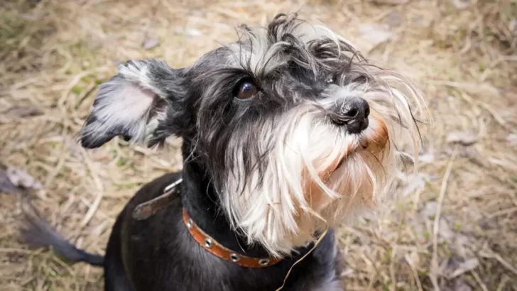 9 Reasons Why Schnauzers Might Not Be The Perfect Pet For Everyone