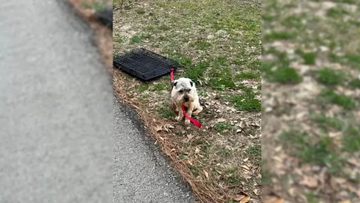 Abandoned Pup Tied to a Crate Finds Hope and Love After Being Rescued by Kind Woman