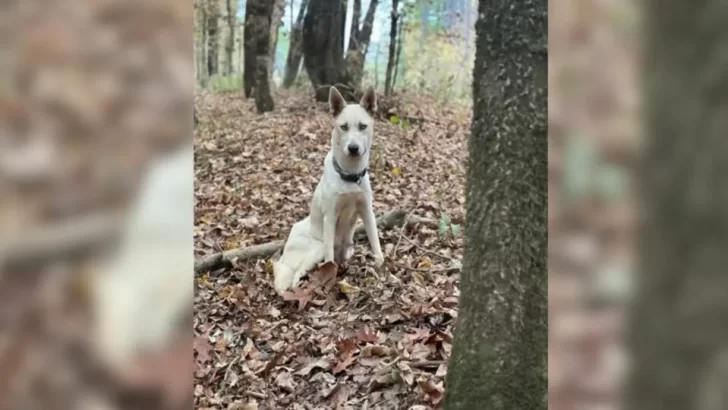 Brave Mama Dog Leads Rescuers To A Shocking Discovery: Nine Puppies Huddled In A Ditch Just In Time