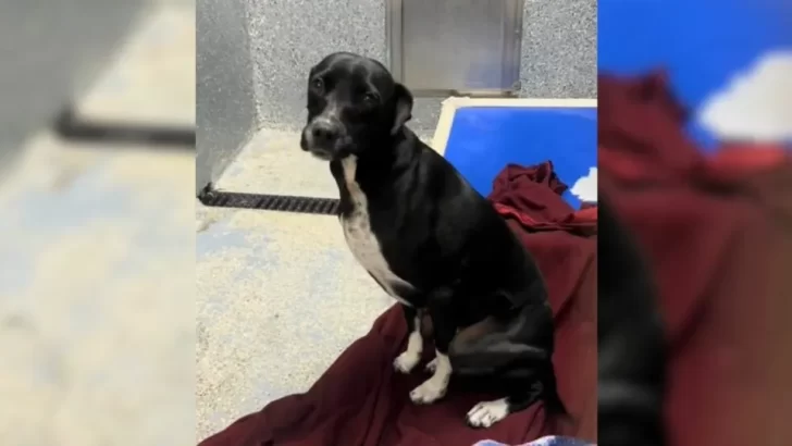 Sweet Dog Returned To Shelter Four Times, Now Searching For A Forever Home