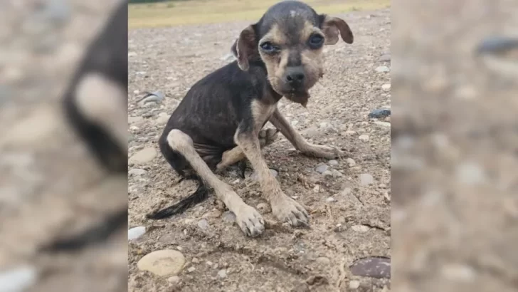 Border Patrol Agent Saves Lifeless Puppy From Death, Giving Her a Second Chance at Life