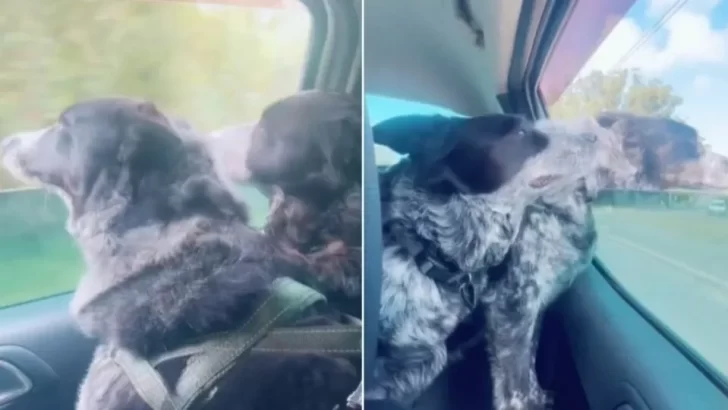 Couple Adopts One Dog, But Then Learns She Has A Brother – They Decide To Adopt Them Both!