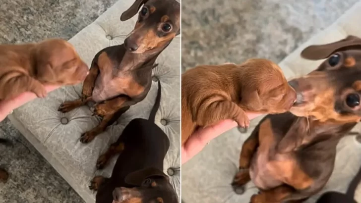 Dachshund Dad’s Heartwarming First Encounter With His Newborn Puppy Will Bring Tears Of Joy