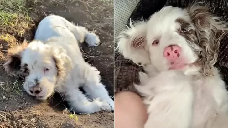 Heartbroken Breeder Abandoned Deaf and Blind Cocker Spaniel, But This Loving Family Gave Her a Beautiful Life