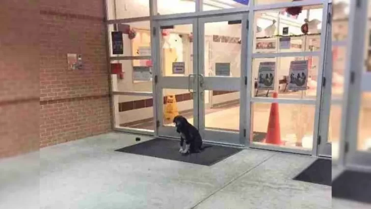 Dog With Hopeful Eyes Waits Every Day Outside School Until A Teacher Finally Steps In To Help