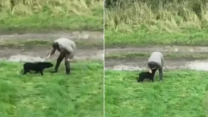 Blind Dog Reunited With Owner After Days of Searching, Captured by Drone