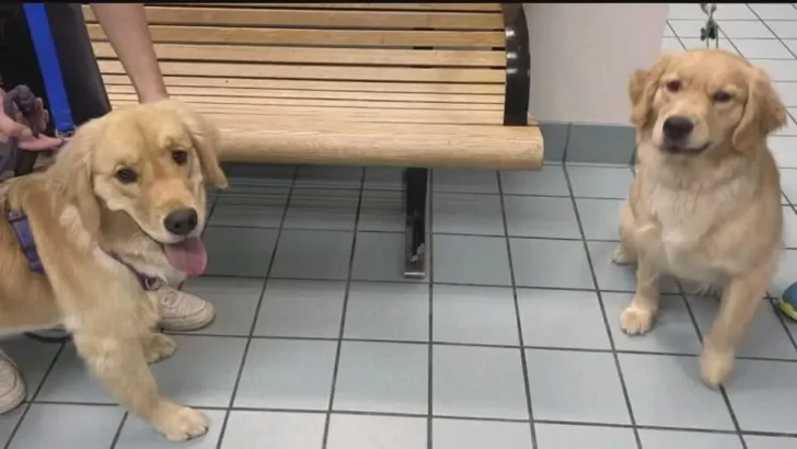 Family Accidentally Picks Up Wrong Golden Retriever From Daycare, Hilarity Ensues