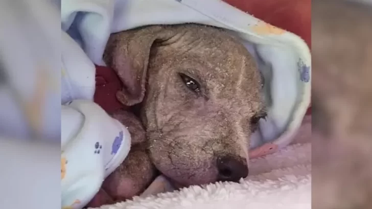 Newborn Puppy Found Crying in a Ditch Gets a Second Chance at Life After Rescuer’s Help