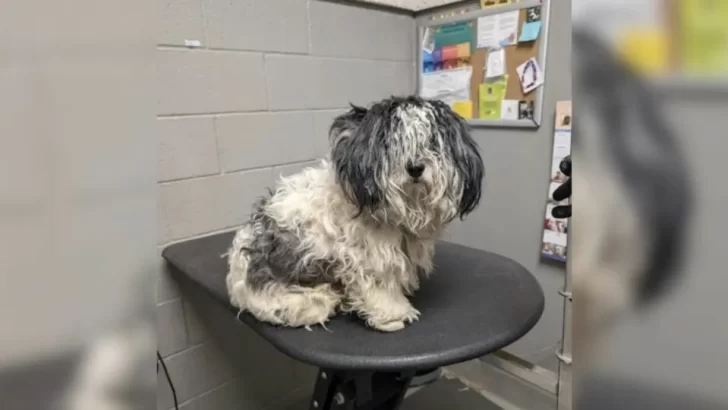 New Hope for Scared Stray Dog Who Transformed After A Life-Changing Grooming