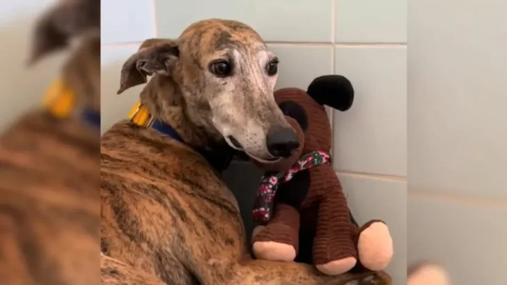 Terrified Pup Shakes in Fear After Abuse, Finds Comfort in Stuffed Toy – His Reaction Will Break Your Heart