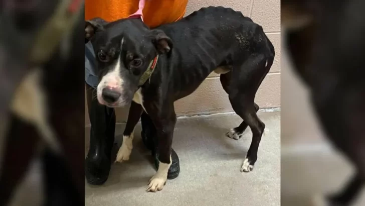 Abandoned Pit Bull Returned To Shelter For The Third Time, But This Time He's Fighting For A Better Life