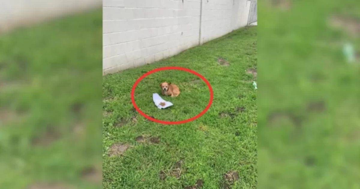 Loyal Senior Dog Waits for Weeks For His Owner, Until a Kind Woman ...