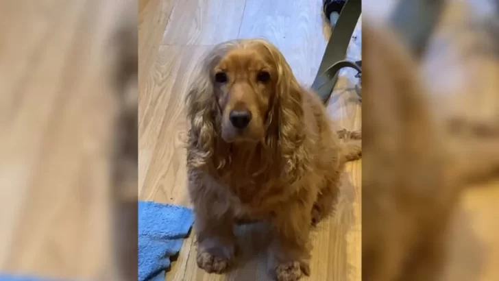 Cocker Spaniel's "Flicky Ears" Trick Will Leave You Amazed