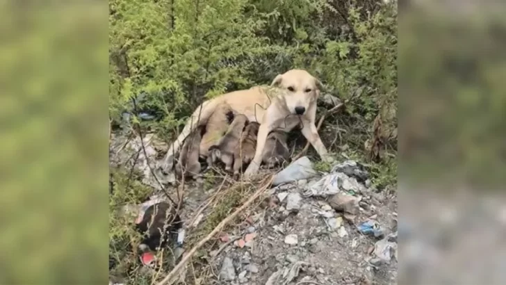 Rescuer Finds Heartbreaking Scene of Abandoned Dog With Her Puppies, Tied With a Rope