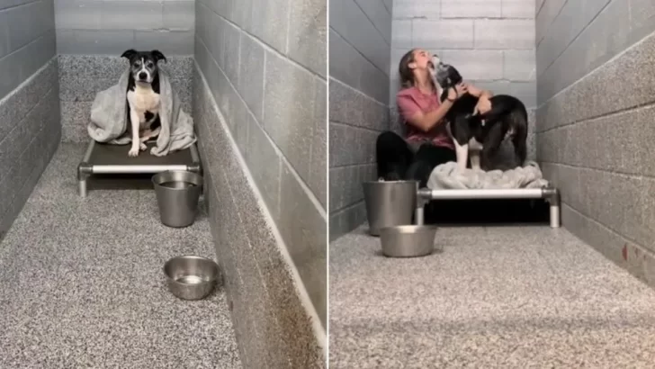 Senior Shelter Dog’s Joyful Reaction to a Visitor Will Melt Your Heart