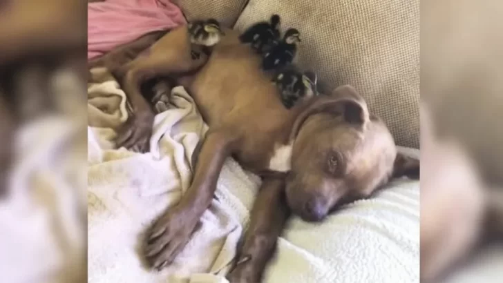 Pitbull Labeled Aggressive Becomes Best Friend to Ducklings, Cuddles and Protects Them Like a Loving Mom