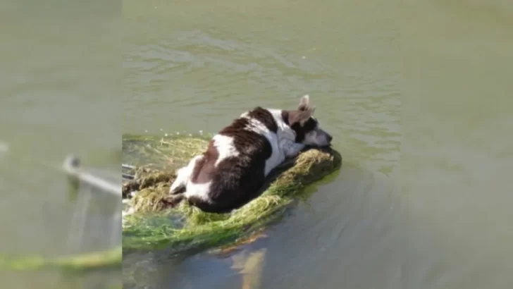 Elderly Dog Found Trapped on Shopping Cart in Canal, Miraculously Rescued by Firefighters and Humane Society