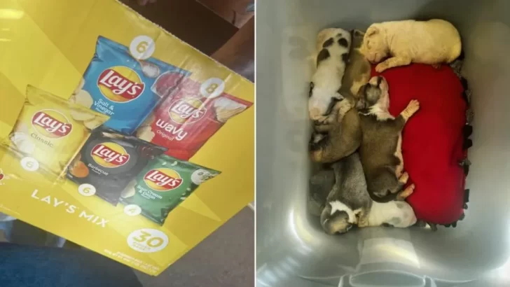 7 Abandoned Puppies Left In A Cold Box Are Rescued And Given A Second Chance