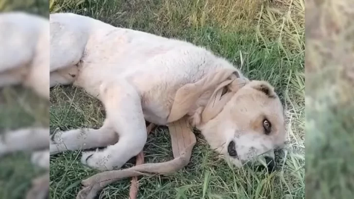 Rescuers Find Large Dog Left Alone By The Road, Struggling to Breathe With Rope Around His Neck