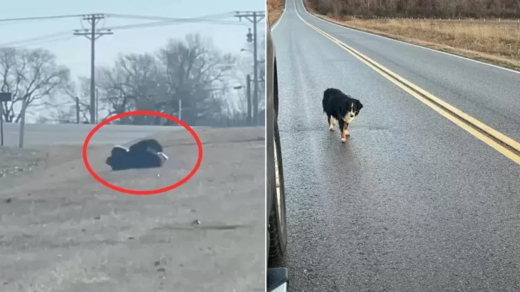 Stray Dog Who Didn’t Trust Anyone Was Hiding A Secret – And It Was Truly Heartwarming