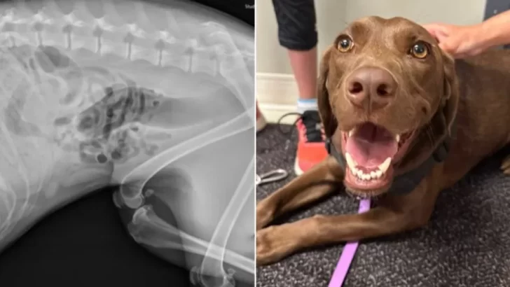 Dog Feels Sick After Eating 8 Pairs of Underwear – What X-Ray Reveals Leaves Everyone Stunned