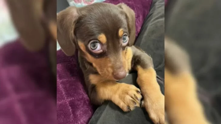 Adorable Puppy’s Hiccups Leave the Internet In Awe With Heartwarming Reactions