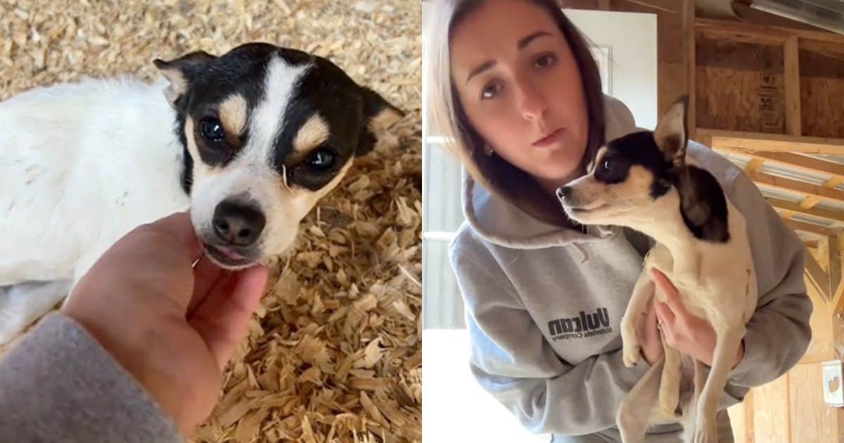 Woman Finds Cold, Shivering Puppy Waiting For Love In Her Chicken Coop