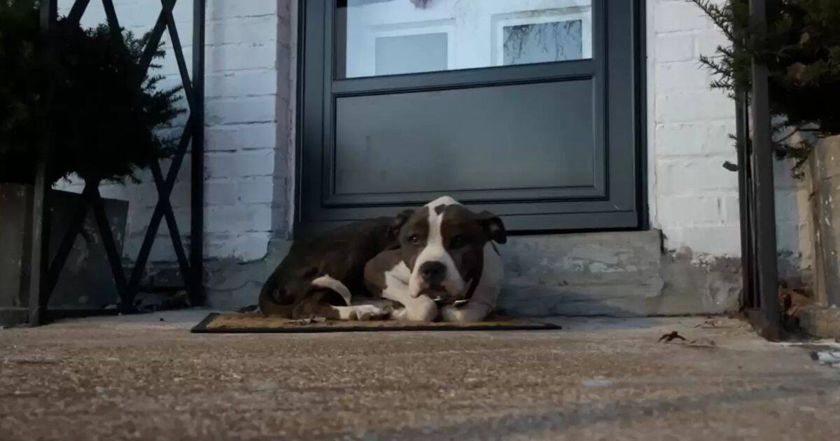 Sweet Gasper Finds Comfort on Stranger's Porch and a Second Chance at Life