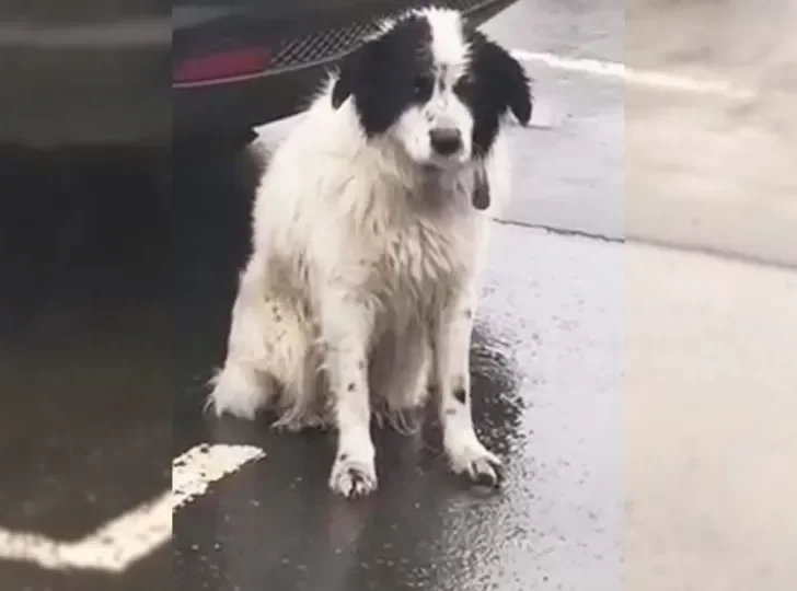 Abandoned Dog Waits in the Rain, Hoping His Owners Will Come Back Until a Kind Woman Rescues Him