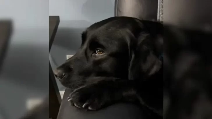 Dog’s Dream Playdate Turns Into A Nap When His Neighbor Falls Asleep