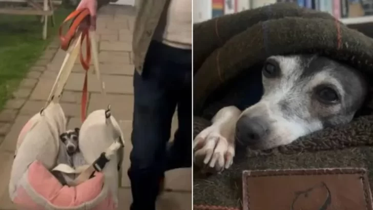 Tiny Dog's Heartwarming Journey From Cage to Freedom After 6 Long Years