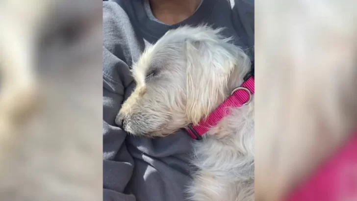 Kind Woman Rescues Pregnant Dog Who Came Running To Her, Changing Their Lives Forever