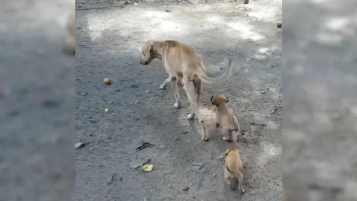 Malnourished Mama Dog Struggled to Feed Her Puppies, But Hope Arrived Just in Time