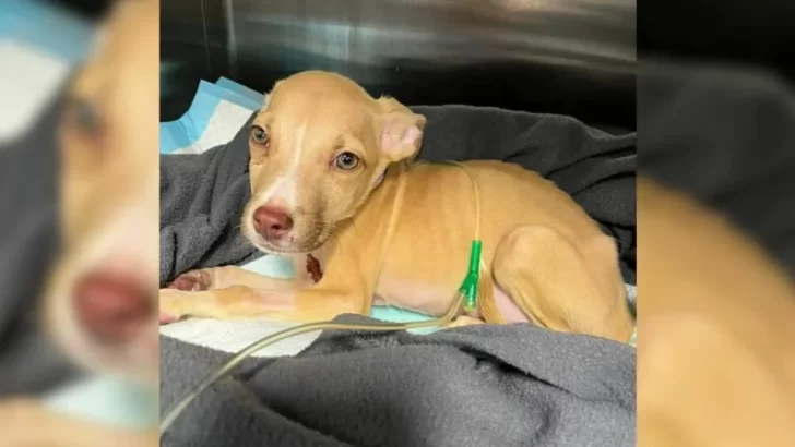 Heartbroken Puppy Gets Second Chance At Life, Becomes 'Miracle' After Vets Fight For His Survival