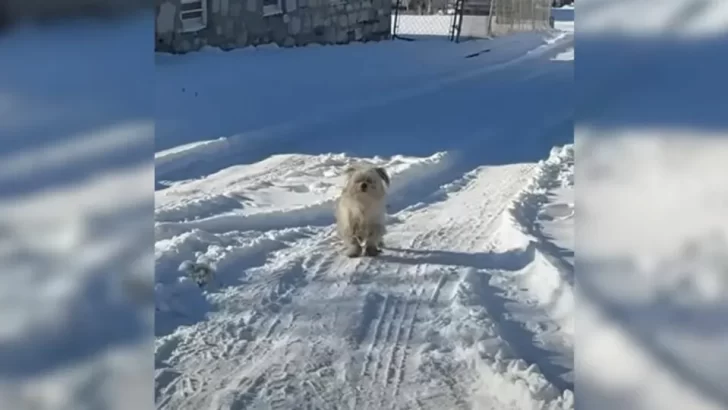 Rescuer Braves Snow and Cold to Save Shivering Puppy in Need