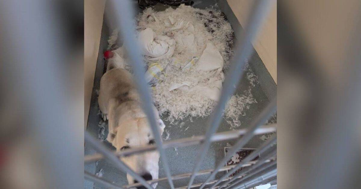 Shelter Employee Walks Past Dog’s Kennel And Can’t Believe Her Eyes