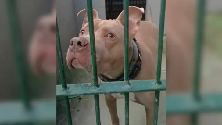 Lonely Pup Keeps Getting Returned To Shelter, Still Waiting For His Forever Home