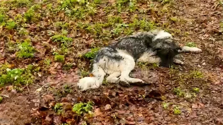 Rescuers Find Starving Dog In The Freezing Cold Just Before It's Too Late