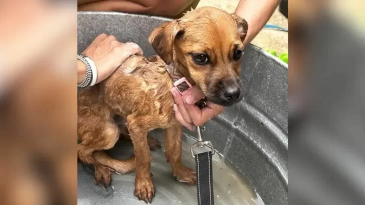 Rescuers Find Heartbroken Pup Tied To A Wall, Abandoned By Her Owners