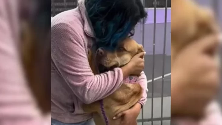 Heartbroken Dog Clings To Shelter Worker After Being Surrendered Due To Divorce, But A Happy Ending Awaits