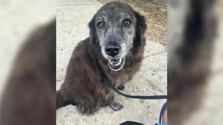 Lost Dog Reunites with Mom After Months of Searching — Shelter Staff Can't Hold Back Tears