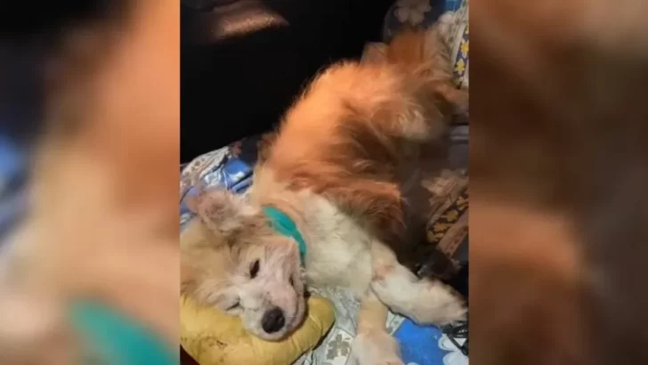 Abandoned Pup Fights for Her Life, Rescuers Never Give Up Until She Walks Again