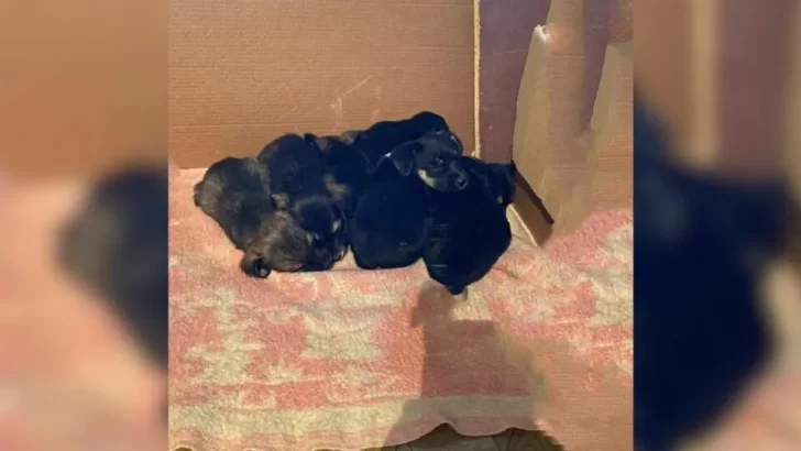 Six Abandoned Puppies Found Near The Highway, Clinging To Each Other For Survival