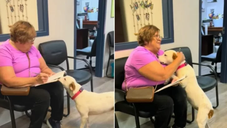 Shelter Dog's Heartwarming Moment When She Senses She's Going Home With Her New Mom