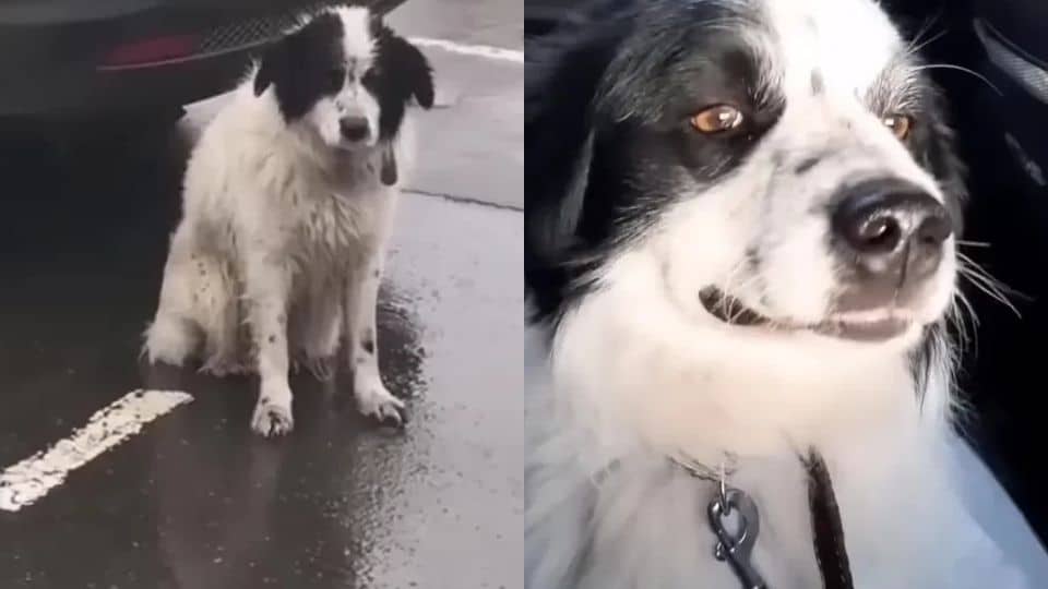Abandoned Dog Waits in the Rain For His Owners Until a Kind Woman ...