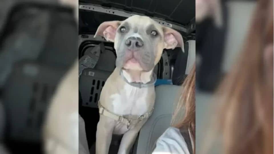 Abandoned Puppy Tied to Kennel on Highway Gets Rescued and Finds a ...