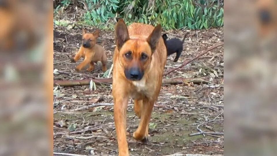 Curious Woman Follows Stray Dog And Finds A Hidden Den Full Of Puppies