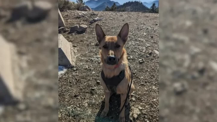 Mama Dog Loses Her Puppies, But Finds New Hope By Becoming The Loving Stepmom To 11 Orphaned Pups