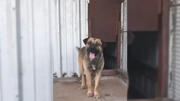 Dog Left to Die in Shelter Finds the Loving Family He Always Deserved